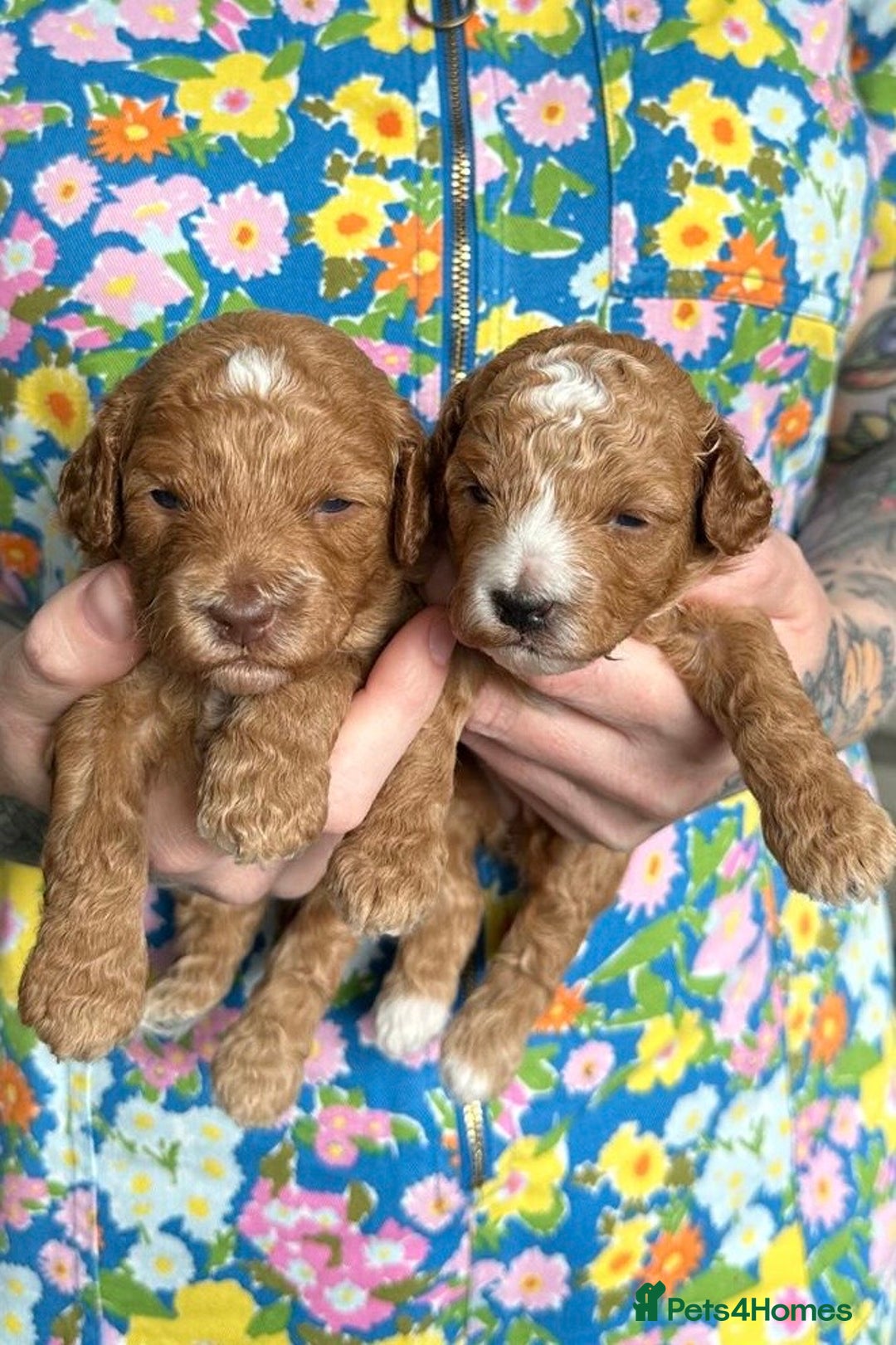 Cockapoo dogs for sale: Health tested Toy cockapoos. One girl left - Image 5