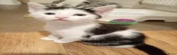 Mixed Breed cats for sale: 4 beautiful mixed kittens - Advert 6