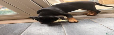 Mixed Breed 9