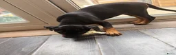 Mixed Breed dogs for sale: 6 Rottweiler catahoula bully puppies  - Advert 18