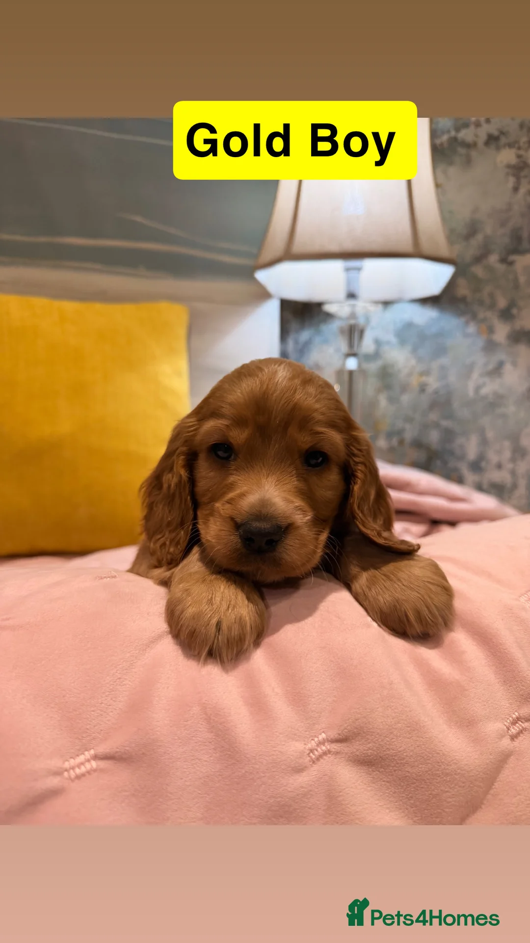 Cockapoo dogs for sale: Cockapoos  - Advert 12