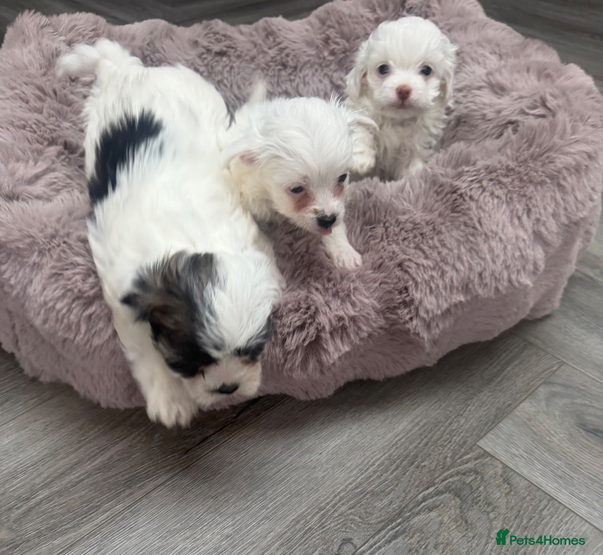Maltipoo dogs 🐾✨ ADORABLE MALTIPOO PUPPIES 🐾✨ - Advert 2