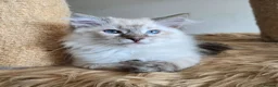 Ragdoll cats for sale: Gorgeous seal tabby male Ragdoll kittens  - Advert 13