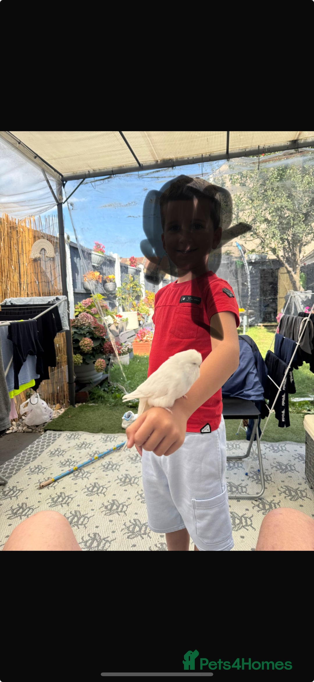 Mixed Breed birds for sale: Budgies  - Advert 2