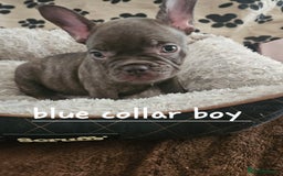 French Bulldog dogs for sale: Absolutely stunning chunky frenchbulldog puppies  - Image 9