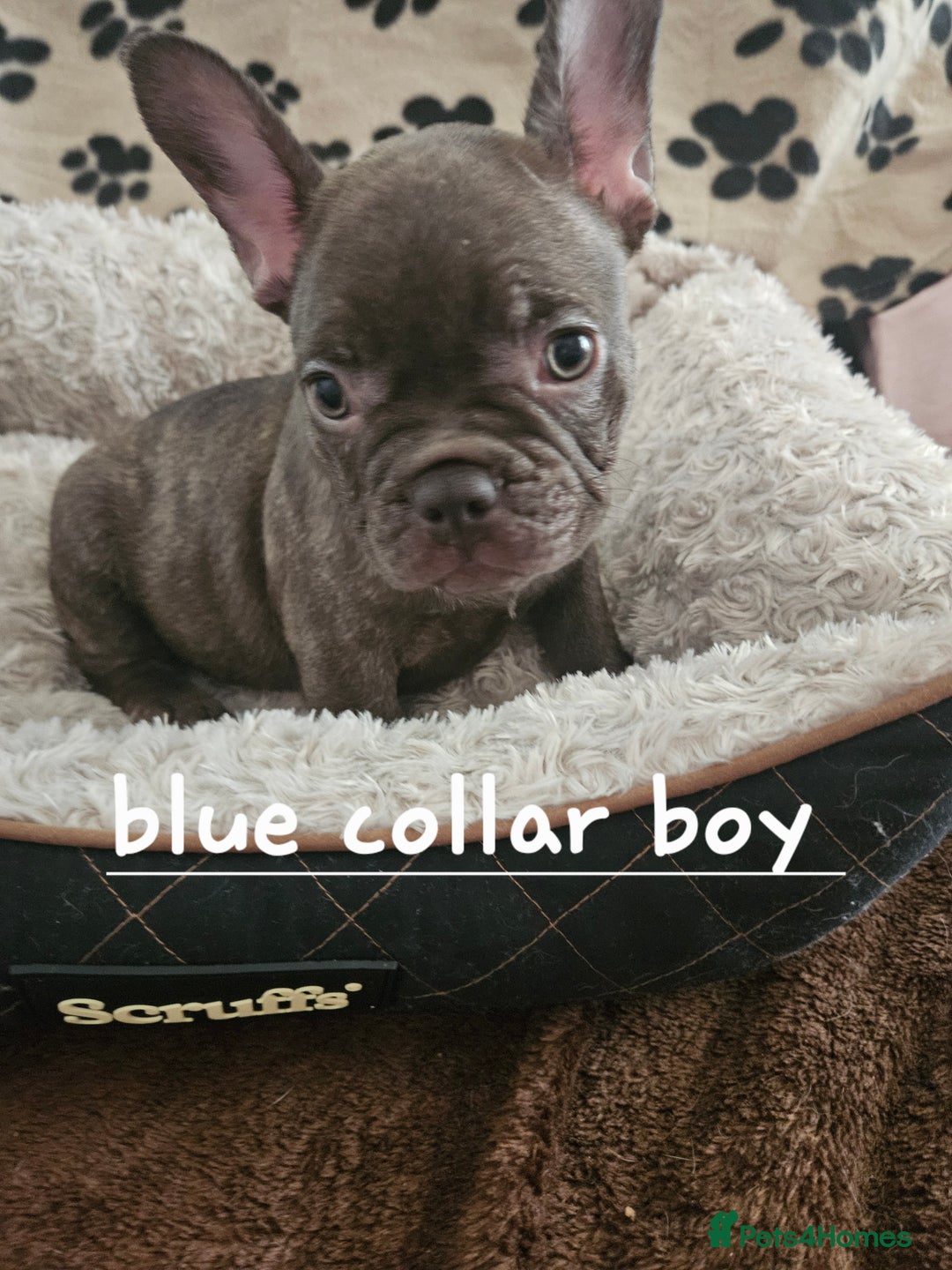 French Bulldog dogs for sale: Absolutely stunning chunky frenchbulldog puppies  - Image 9