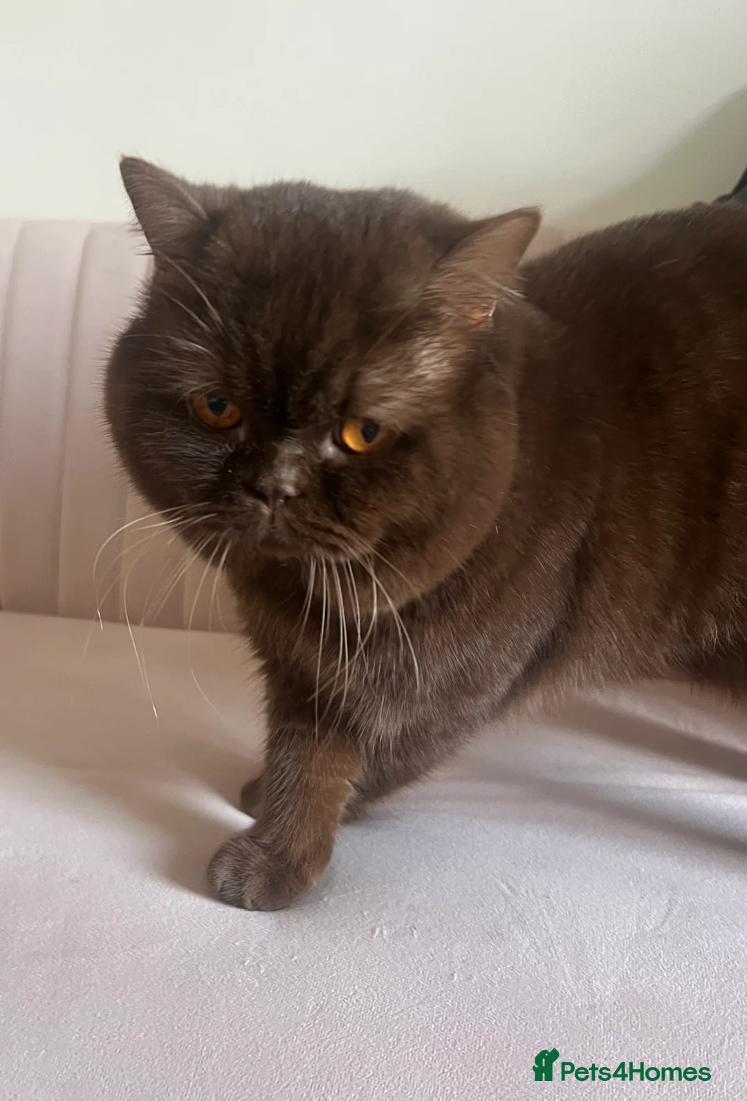 British Shorthair cats for sale: Active chocolate British short hair male - Advert 4