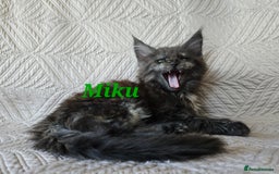 Maine Coon cats for sale: Beautiful Maine Coon kittens  - Advert 13