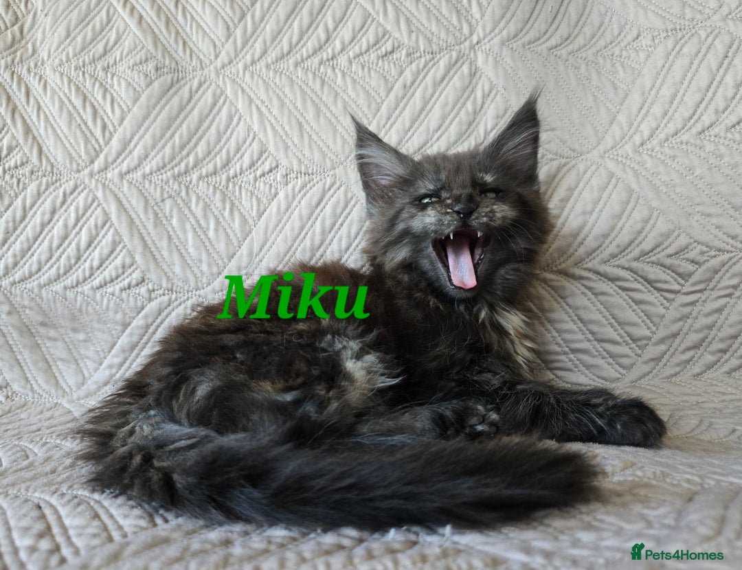 Maine Coon cats for sale: Beautiful Maine Coon kittens  - Advert 13