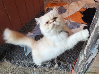 Persian cats A female Persian cat. - Advert 2