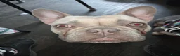French Bulldog dogs for sale: last boy left in the litter in Preston - Advert 4