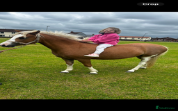 Welsh Section A horses for sale: Chestnut Welsh A  - Advert 5