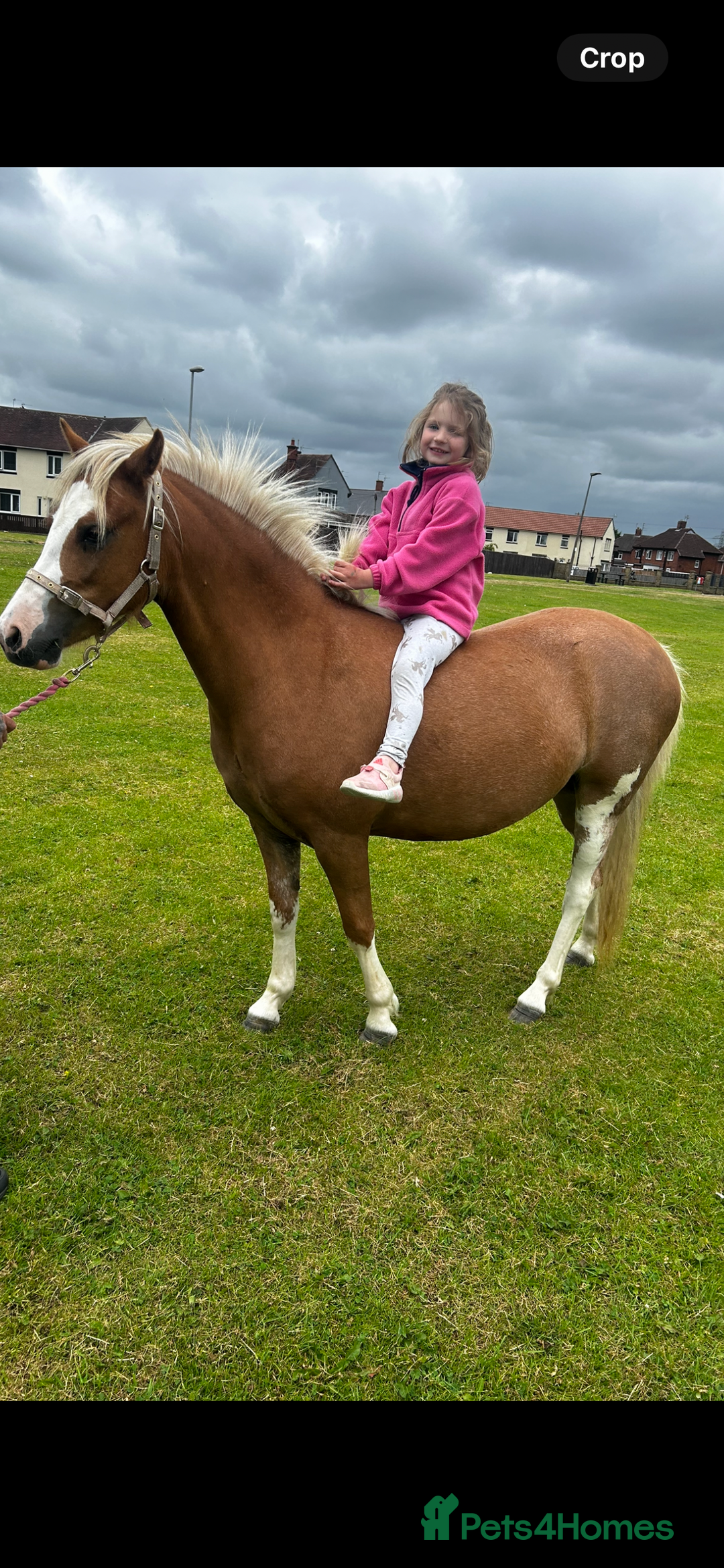 Welsh Section A horses for sale: Chestnut Welsh A  - Advert 5