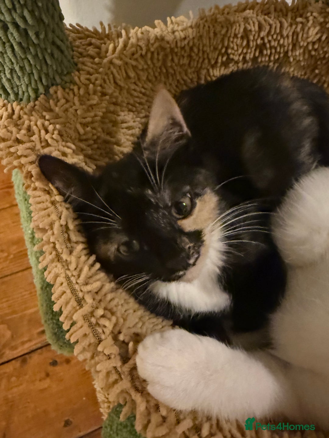 Turkish Angora cats for sale: 3 beautiful kittens for sale  - Advert 5