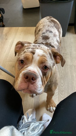 Olde English Bulldogge dogs - Advert 1