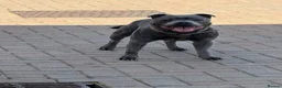 Staffordshire Bull Terrier dogs for stud: Aqua chop SPENCE🩸A SUPERB CH VALGLO BLOODLINE🩸 - Advert 3