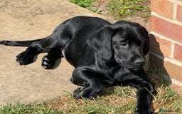 Labrador Retriever dogs for sale: Kc Registered Lab puppies (health tested parents) in Malton - Image 8
