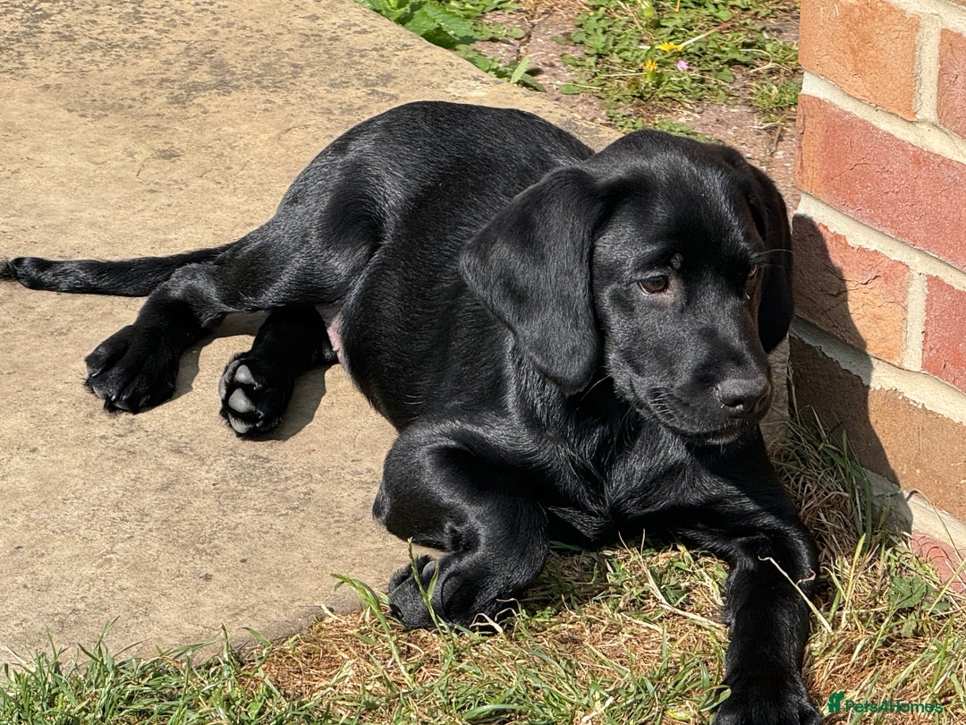Labrador Retriever dogs for sale: Kc Registered Lab puppies (health tested parents) in Malton - Image 8