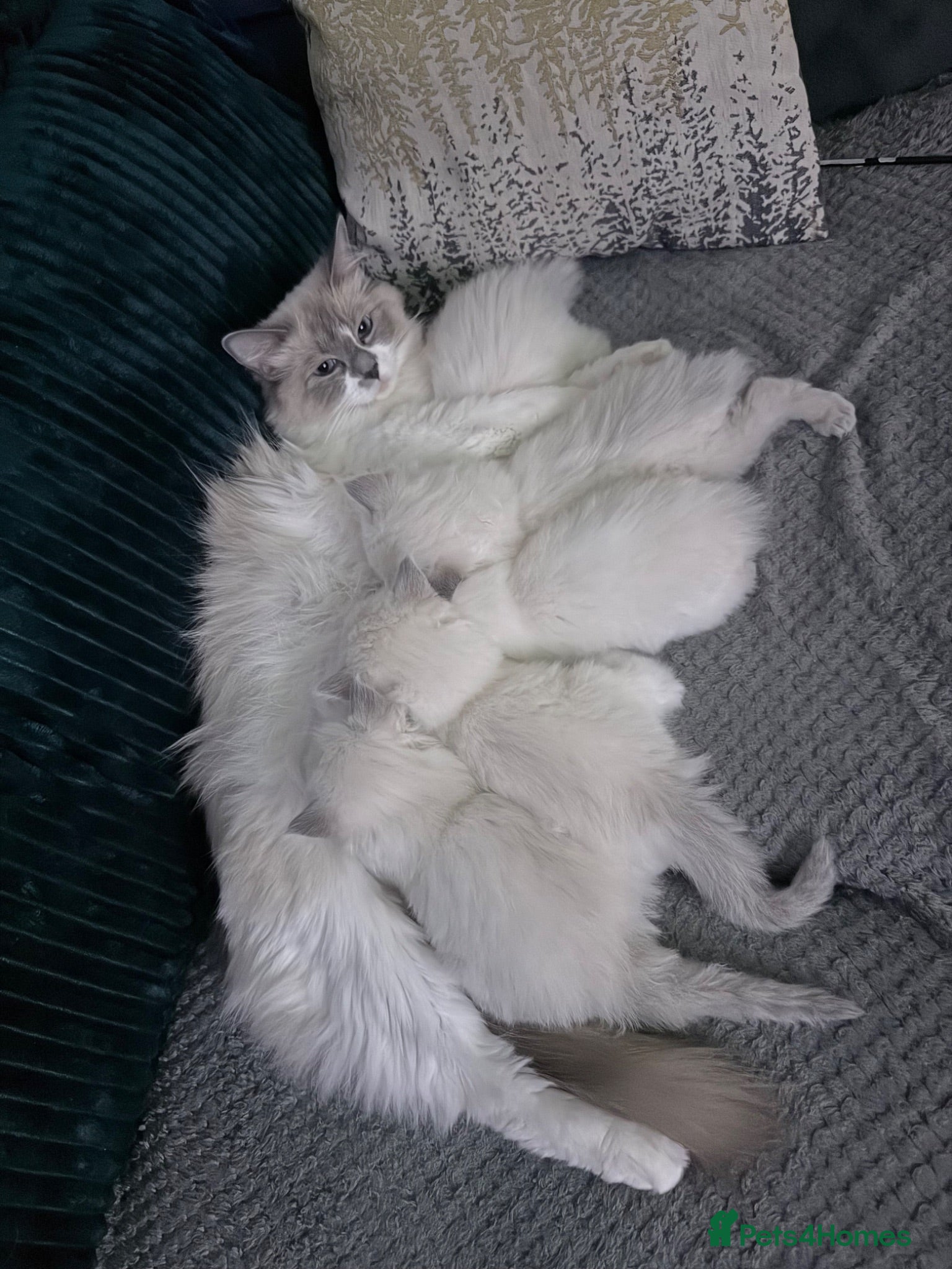 Ragdoll cats Ragdoll kittens 2 girls 1 boy - Advert 2