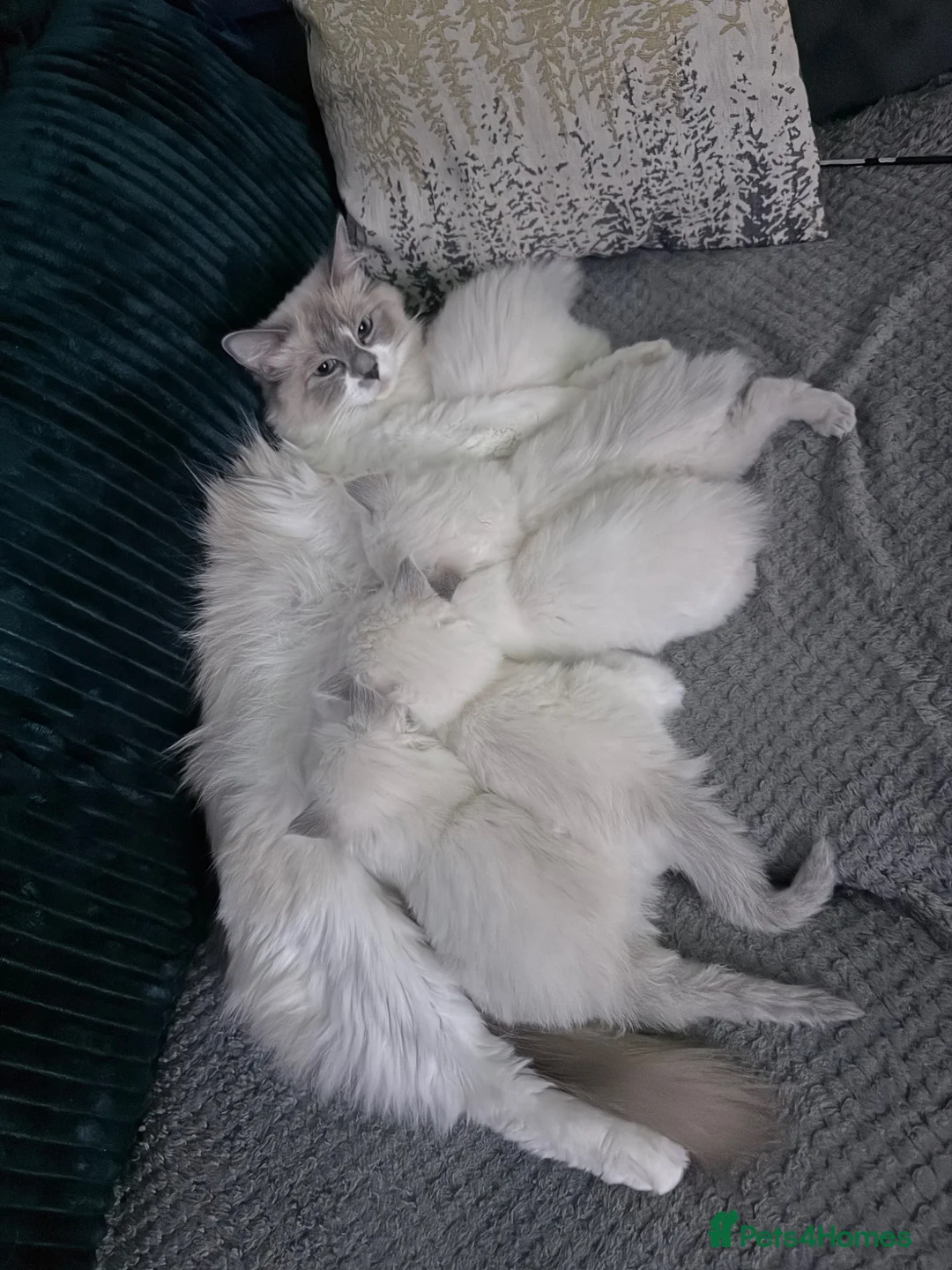 Ragdoll cats for sale: Ragdoll kittens 2 girls 1 boy - Advert 2