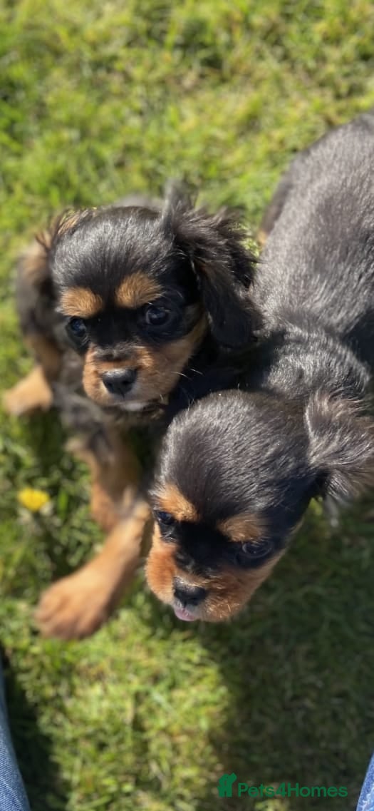 Cavalier King Charles Spaniel dogs HEALTH TESTED AND CHECKED STUNNING PUPPIES  - Advert 4