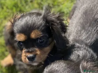 Cavalier King Charles Spaniel dogs HEALTH TESTED AND CHECKED STUNNING PUPPIES - Advert 6