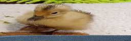 Mixed Breed livestock for sale: Appleyard ducklings - Advert 5