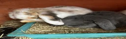 Mini Lop rabbits for sale: Mini Lop Babies - Advert 2