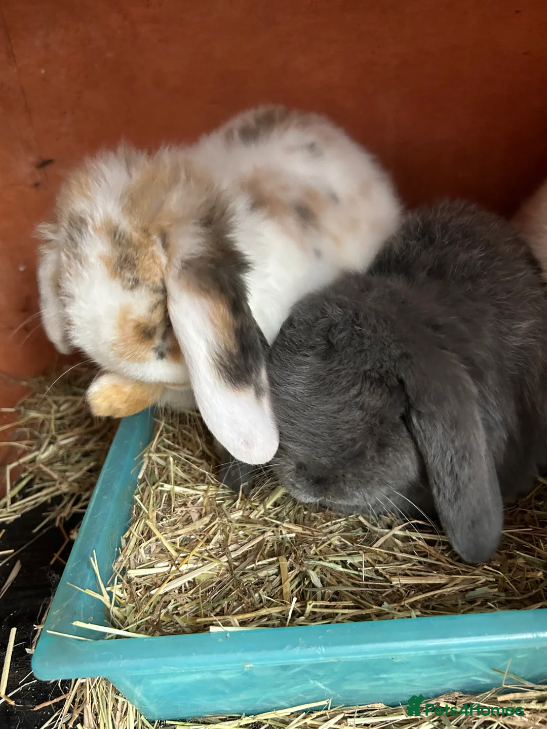 Mini Lop rabbits for sale: Mini Lop Babies - Advert 2