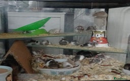 Mouse rodents for sale: Breeding pet mice  - Image 2