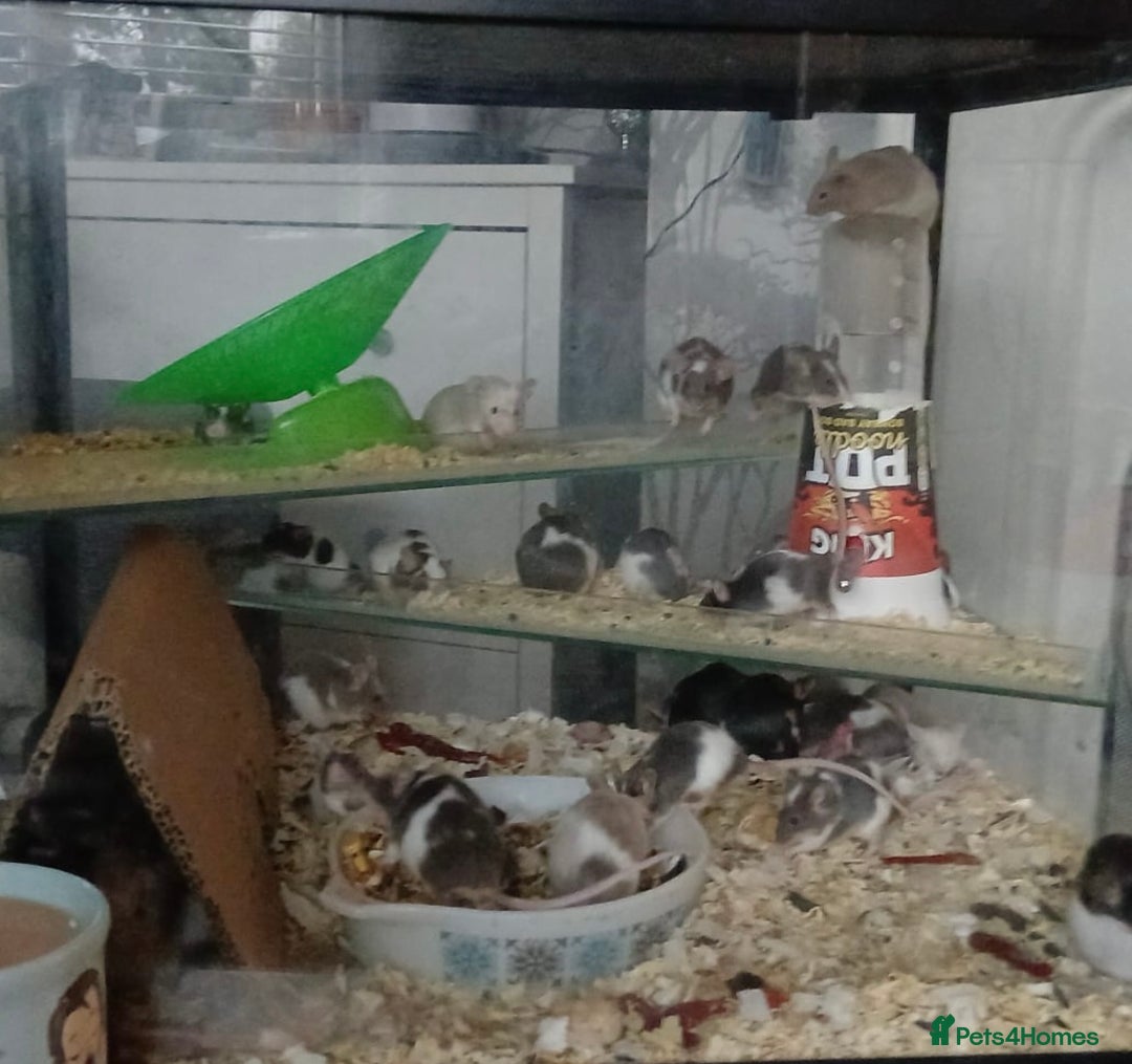 Mouse rodents for sale: Breeding pet mice  - Image 2