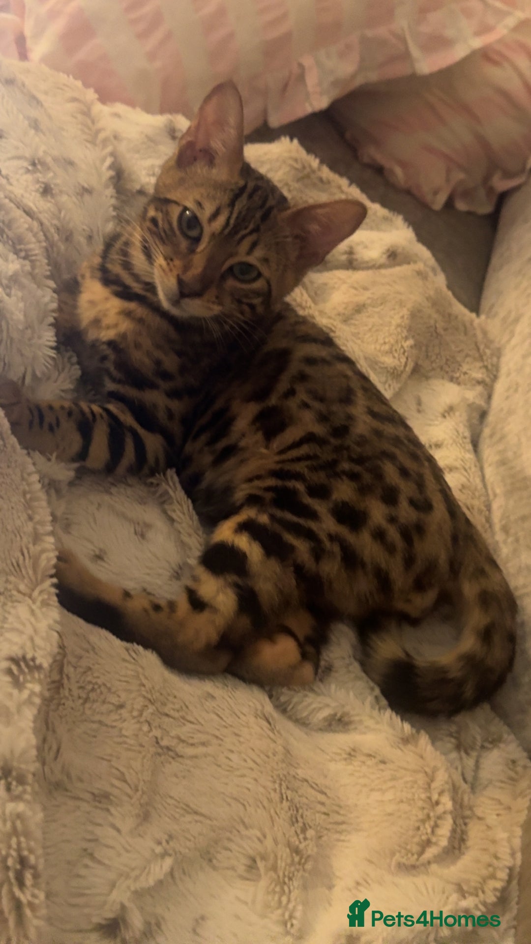 Bengal cats for sale: Bengal kitten♥️ - Image 5