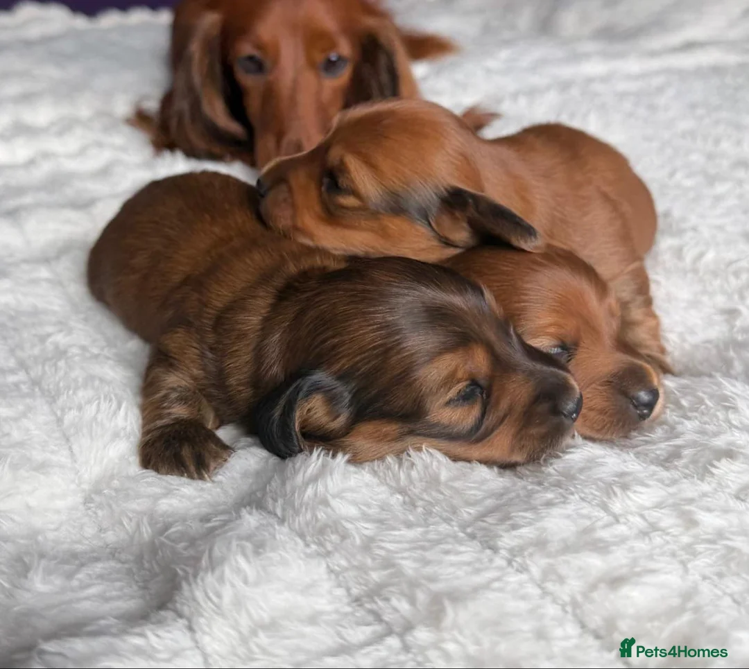 Miniature Dachshund dogs for sale: Gorgeous Miniature Dachshund Puppies in York - Advert 1