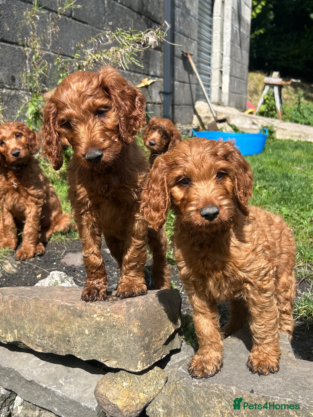 Irish Doodle dogs for sale: Irish doodles - Image 19