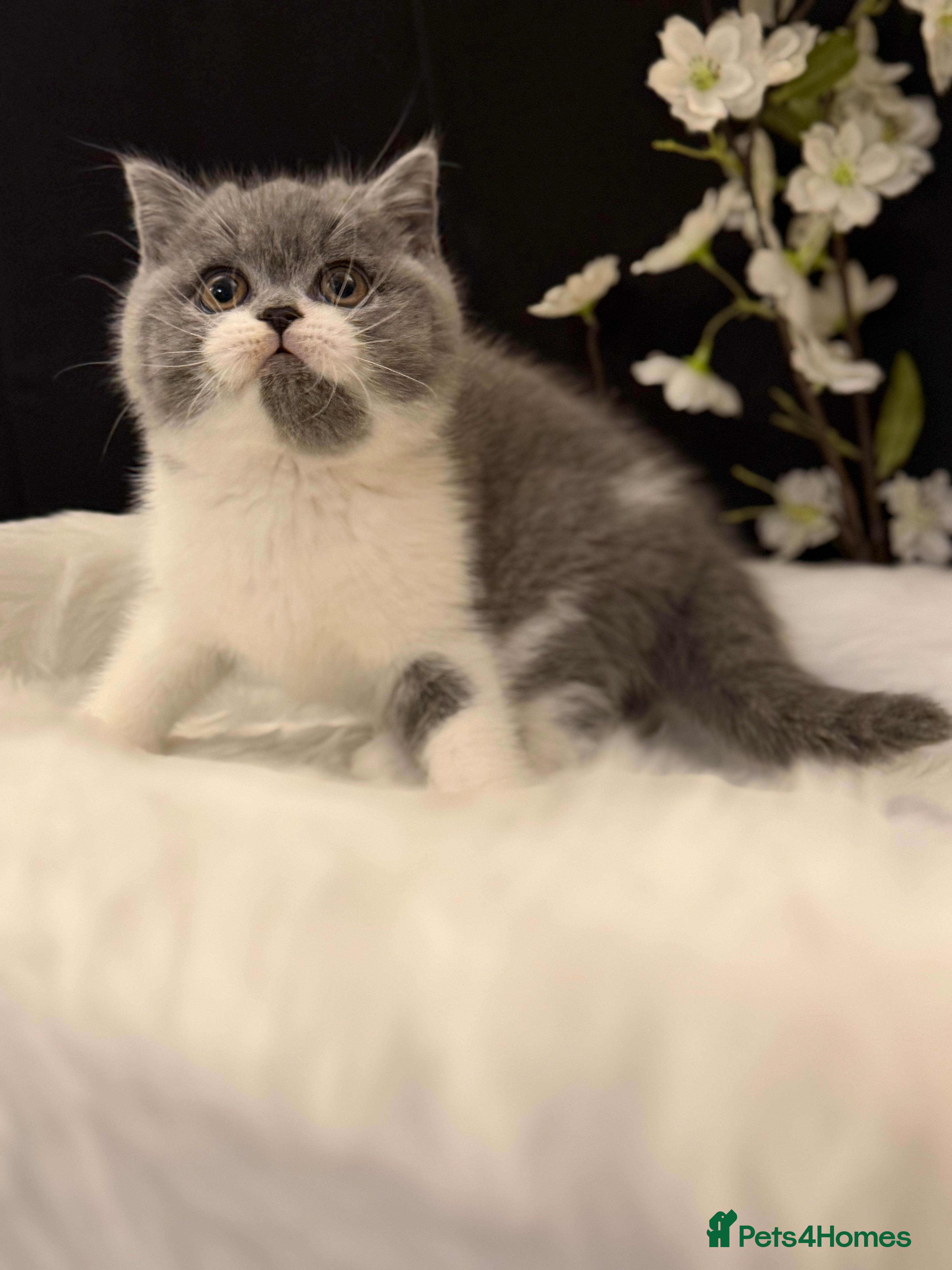 British Shorthair cats Full Pedigree Registered BSH  - Advert 13
