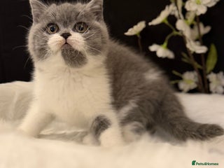 British Shorthair cats Full Pedigree Registered BSH - Advert 1