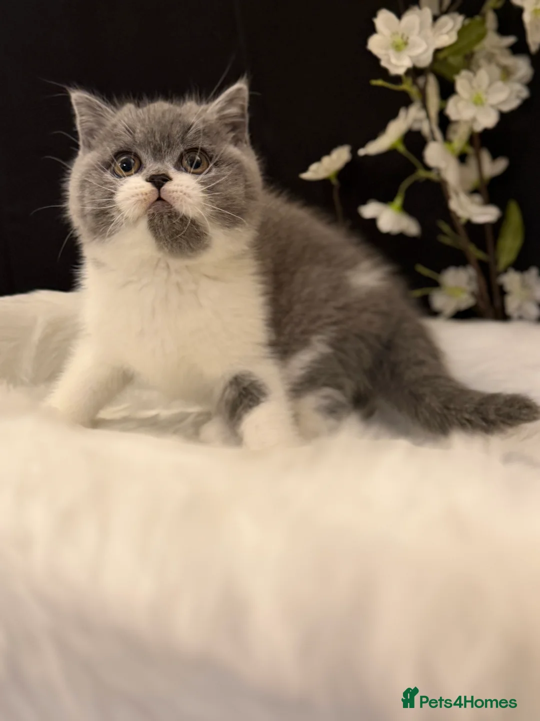 British Shorthair cats for sale: Full Pedigree Registered BSH  - Advert 6