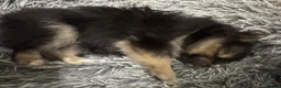 Pomeranian dogs for sale: PUREBRED POMERANIAN PUPS Cute Vaccinated & Playful - Advert 16