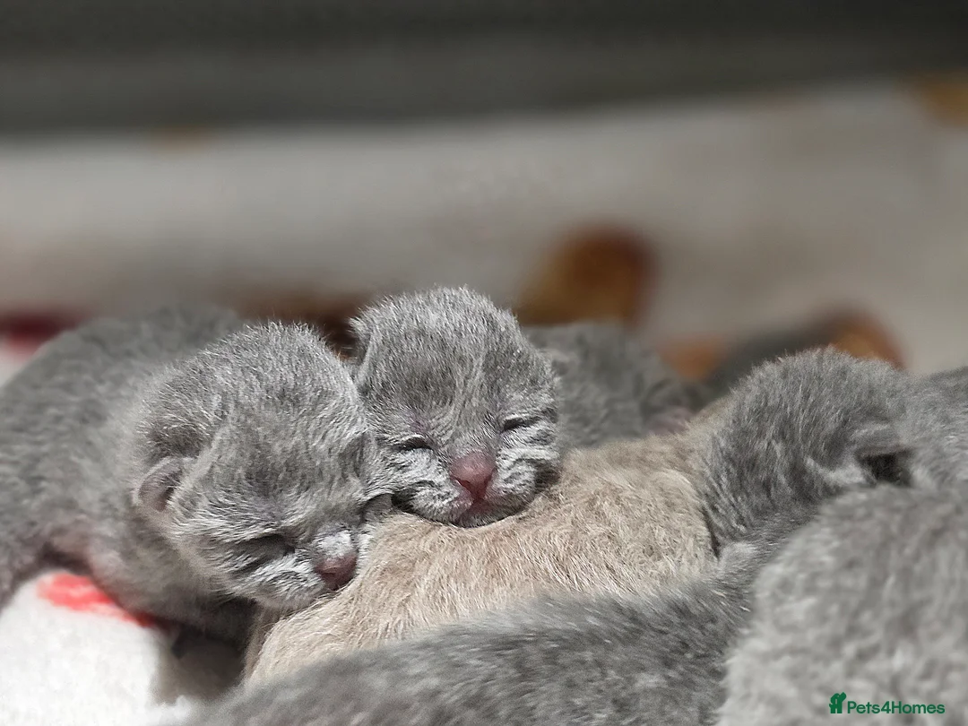 British Shorthair cats for sale:  Adorable British Shorthair Kittens - Advert 2