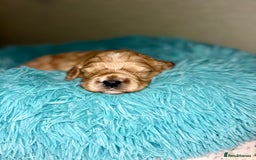 Cavapoo dogs for sale: Pups coming soon (F1) - Advert 6