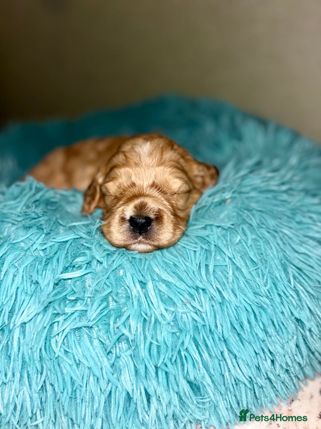 Cavapoo dogs for sale: Pups coming soon (F1) - Advert 6