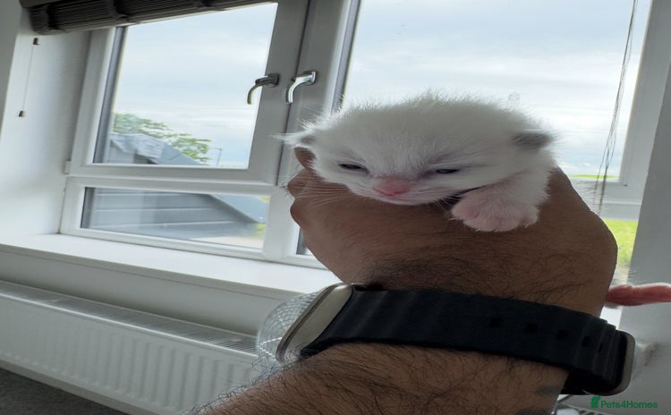 Ragdoll cats - Advert 3