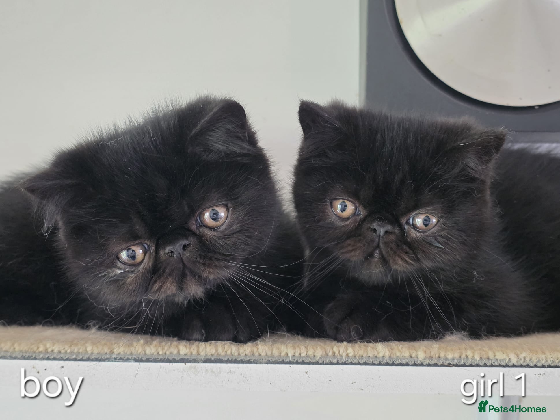 Exotic cats Stunning short hair exotic kittens  - Advert 3