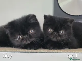 Exotic cats Stunning short hair exotic kittens - Advert 3