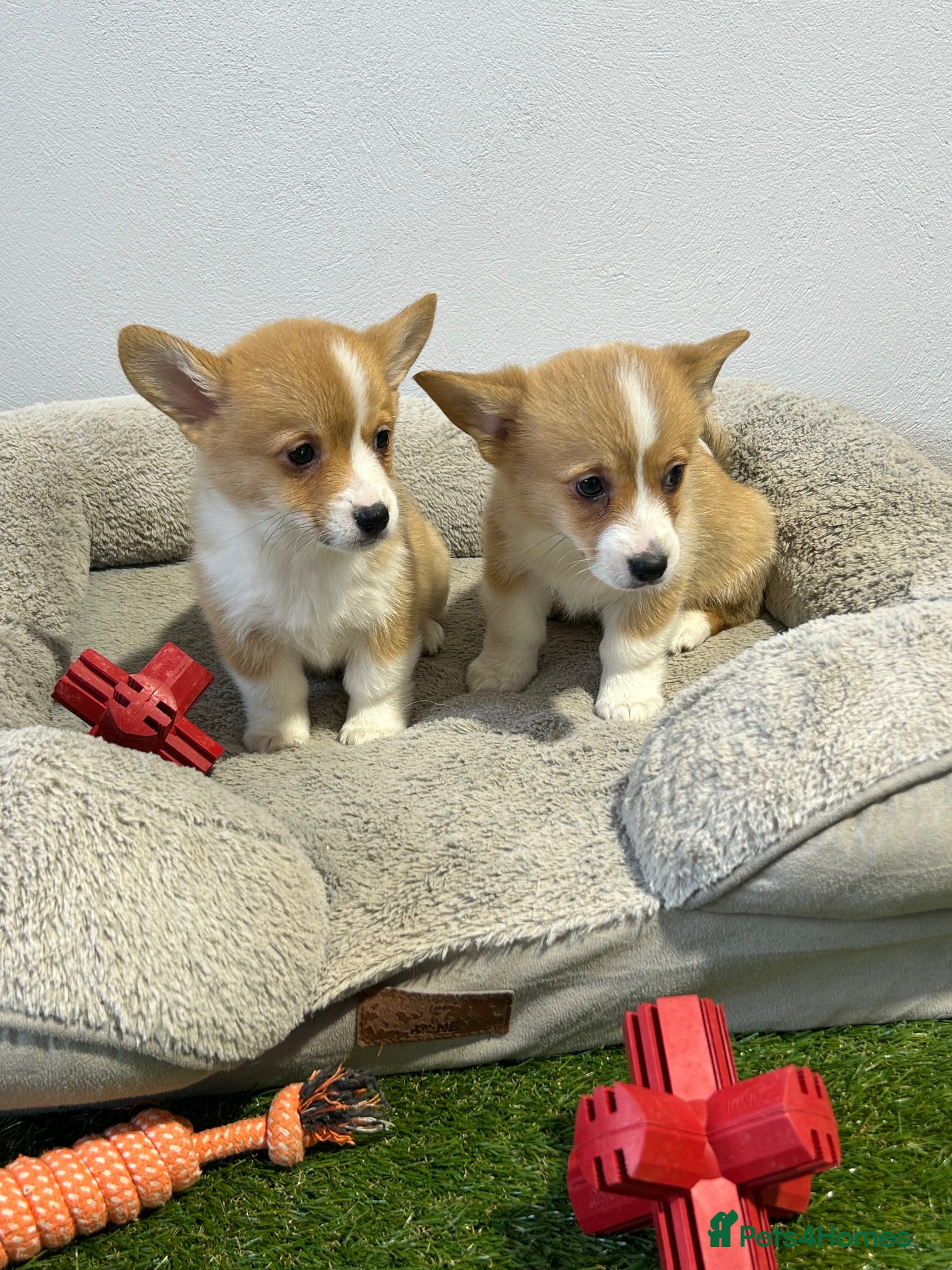 Welsh Corgi Pembroke dogs Extensively DNA tested clear Puppies  - Advert 5