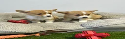 Welsh Corgi Pembroke dogs for sale: Extensively DNA tested clear Puppies  - Advert 1