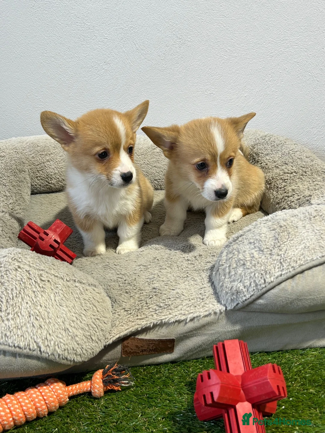 Welsh Corgi Pembroke dogs for sale: Extensively DNA tested clear Puppies  - Advert 1