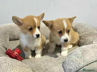 Welsh Corgi Pembroke dogs Extensively DNA tested clear FEMALE Puppy - Advert 2