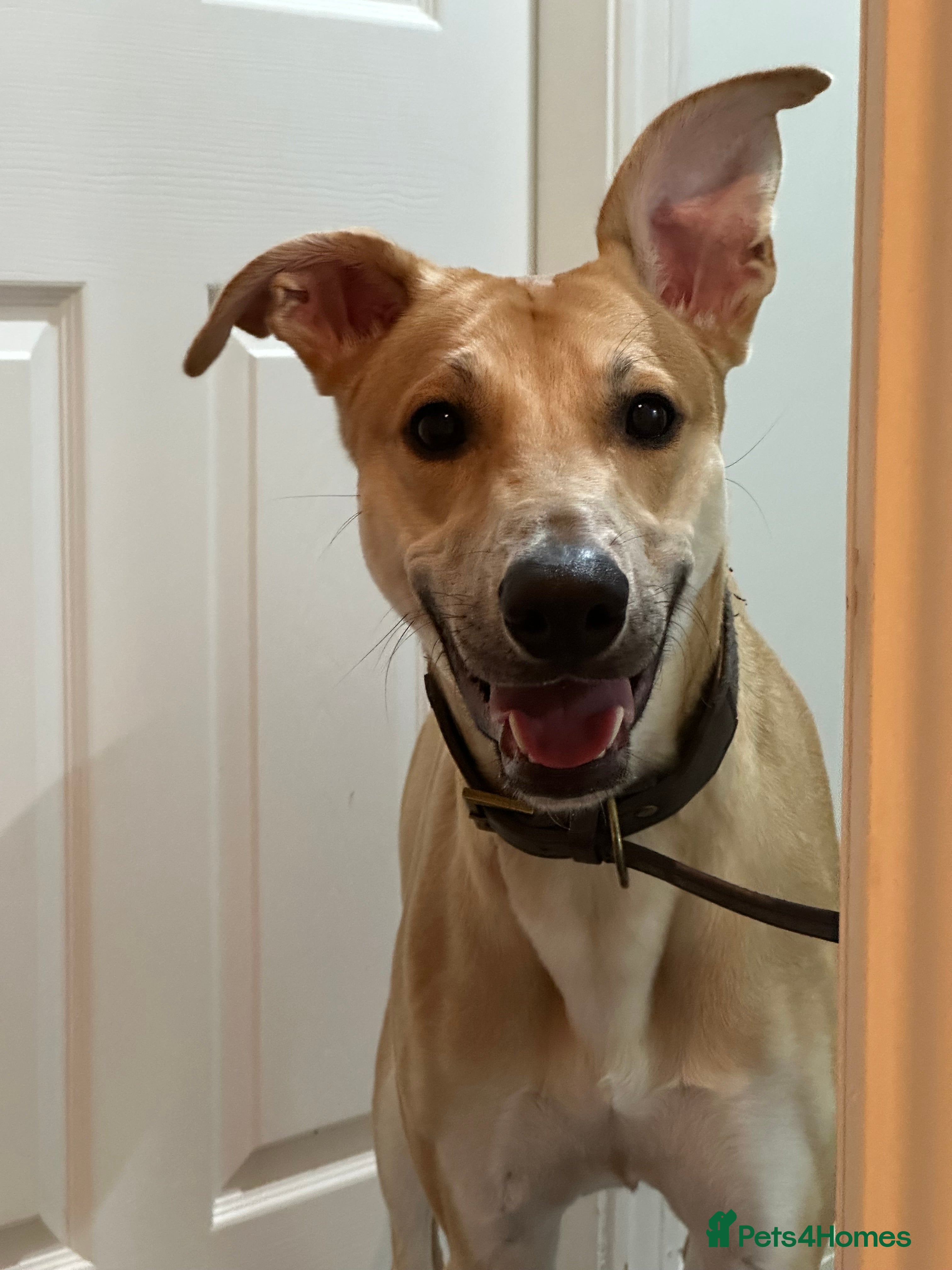 Mixed Breed dogs Kevin  - Advert 1