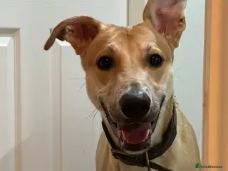 Mixed Breed dogs Kevin - Advert 1